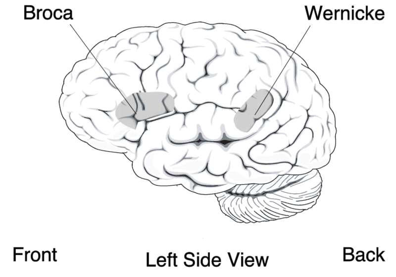 Schematic of the location of Broca's and Wernicke's areas.