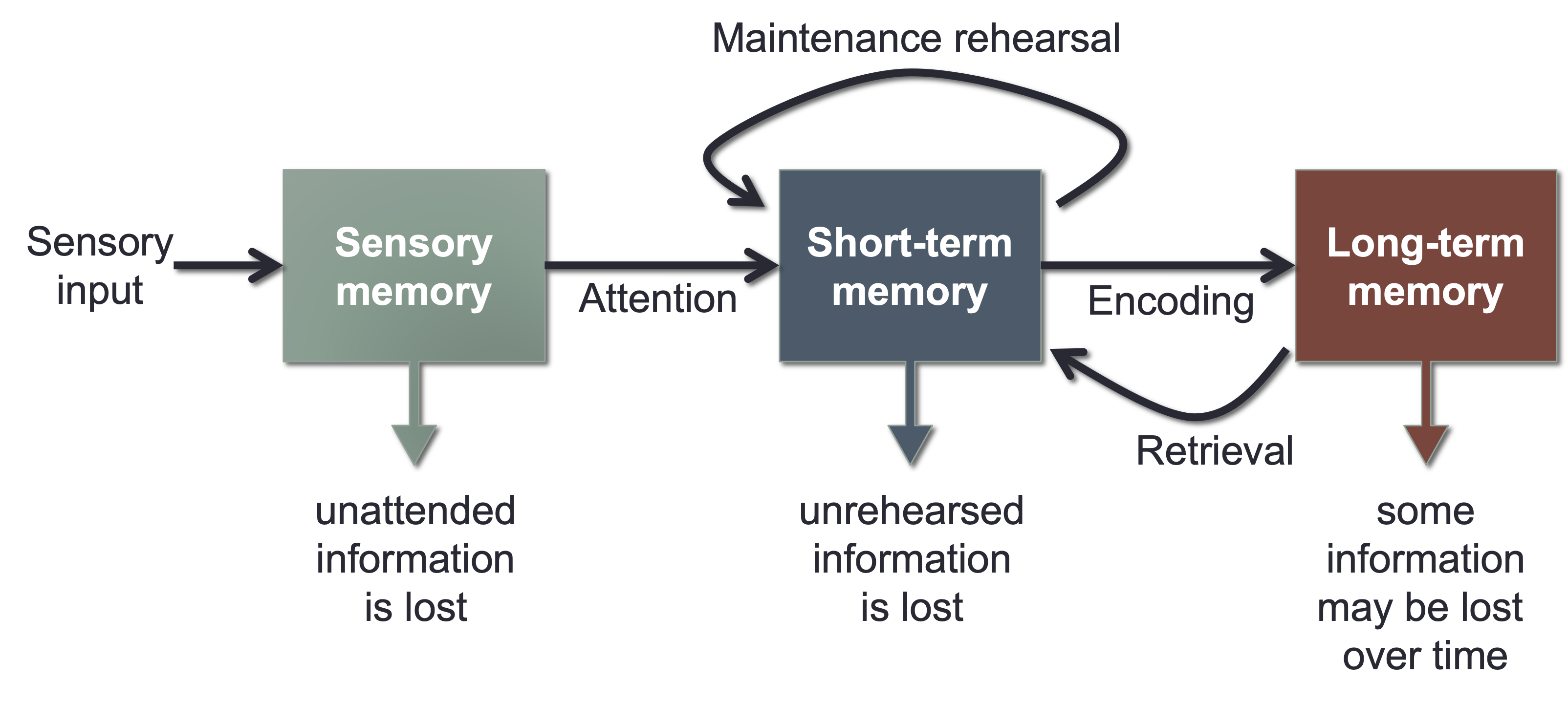 box diagram of three stages of memory (sensory, short-term, and long-term memory)