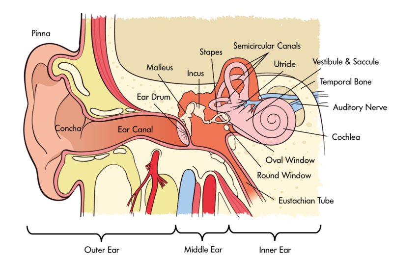 diagram of the human ear, labeling various pieces of anatomy associated with hearing including the ear drum, cochlea, and auditory nerve.