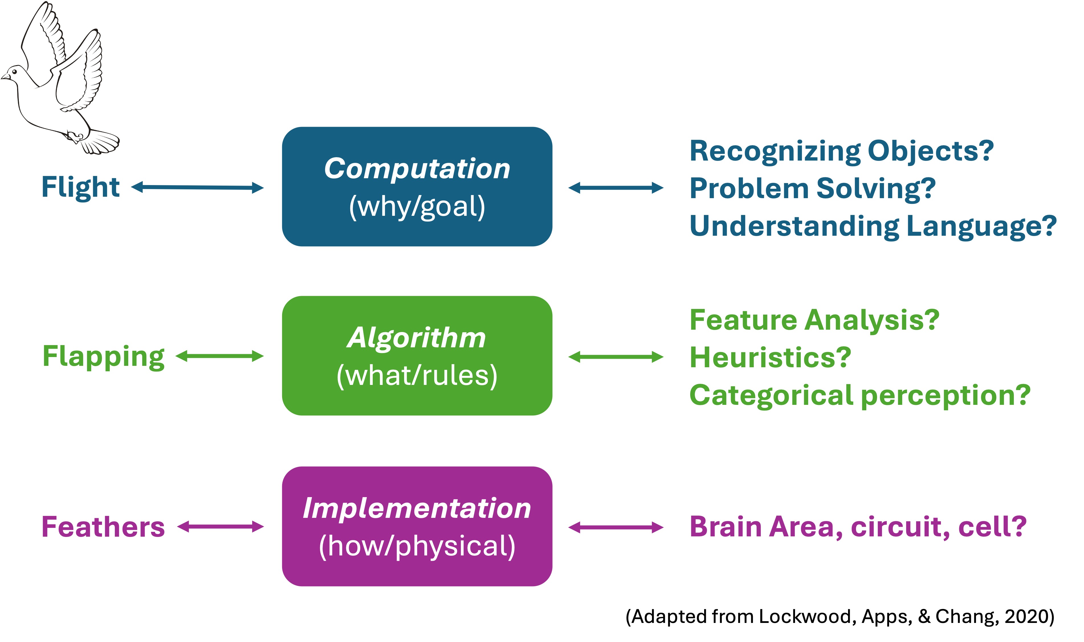 Example of Marr's levels of analysis.